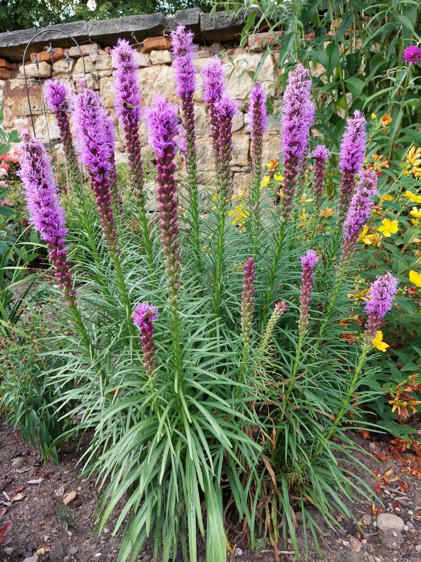 лиатрис саженцы купить в алматы питомник растений plants